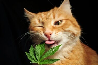 Kot na haju – co zrobić, gdy kitku zje marihuanę?