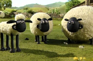 Zwierzęta na haju – tym razem stado owiec