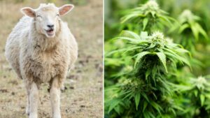 zwierzęta na haju owce zjadły marihuanę